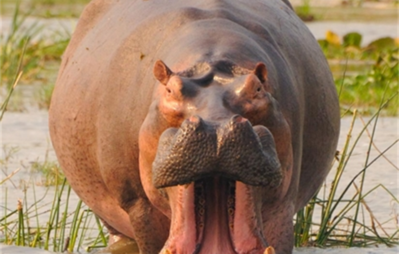 1_Hippo yawn - A.Plumptre_WCS